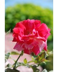 Роза крупноцветковая (пестрая, красно-белая) ШТАМБ | Rose large-flowered (trunk, red-white) SHTAMB | Троянда великоквіткова (пістрява, червоно-біла) ШТАМБ